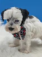 Akc Snoopy, a male Miniature Schnauzer for sale in Dublin, GA – 3 of 3