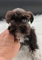 Aaliyah, a female Miniature Schnauzer for sale in Dublin, GA – 3 of 4