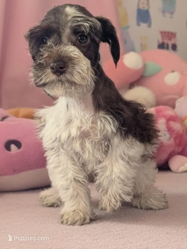 CKC Lynn  – Miniature Schnauzer puppy for sale in Dublin, GA