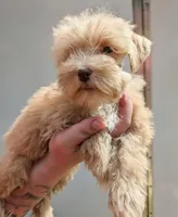 Gracie , a female Miniature Schnauzer for sale in Dublin, GA – 2 of 4