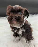 Aaliyah, a female Miniature Schnauzer for sale in Dublin, GA – 4 of 4