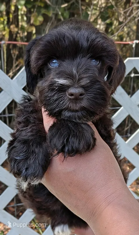 AKC Patty – Miniature Schnauzer puppy for sale in Dublin, GA