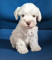 Oliver , a male Miniature Schnauzer for sale in Dublin, GA – Photo 1 of 3