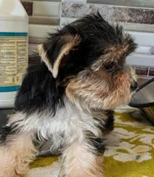 AKC Leah, a female Yorkshire Terrier for sale in Dublin, GA – 5 of 6