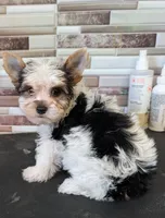 Patty, a female Yorkshire Terrier for sale in Dublin, GA – 3 of 3