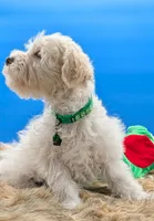 Bear, a male Miniature Schnauzer for sale in Dublin, GA – Photo 2 of 3