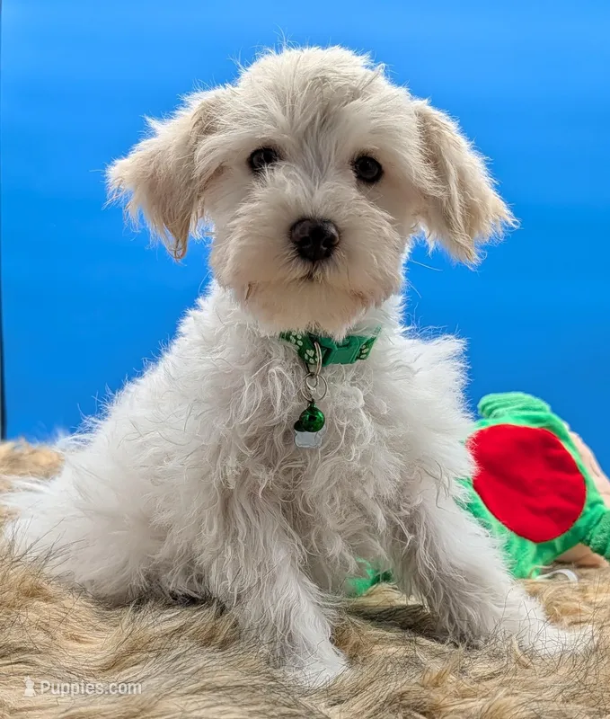 Bear – Miniature Schnauzer puppy for sale in Dublin, GA