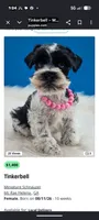 Tinkerbell , a female Miniature Schnauzer for sale in Mc Rae Helena, GA – 3 of 4