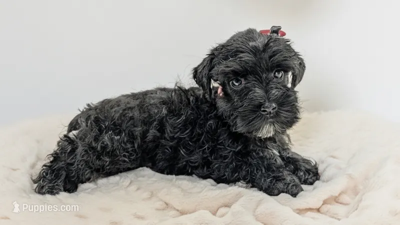 AKC Leah – Miniature Schnauzer puppy for sale in Dublin, GA