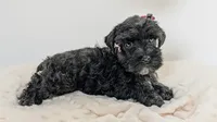 AKC Leah, a female Miniature Schnauzer for sale in Dublin, GA – 1 of 4