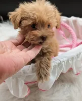 Leanna, a female Miniature Schnauzer for sale in Dublin, GA – 6 of 6