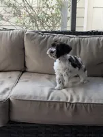 Cooper , a male Miniature Schnauzer for sale in Dublin, GA – Photo 3 of 3