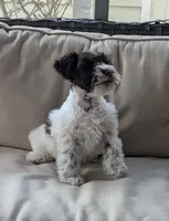 Cooper , a male Miniature Schnauzer for sale in Dublin, GA – Photo 2 of 3