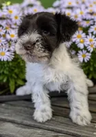 Sam, a male Miniature Schnauzer for sale in Dublin, GA – Photo 1 of 3
