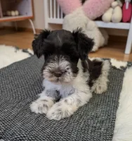 Sam, a male Miniature Schnauzer for sale in Dublin, GA – Photo 2 of 3