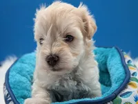 AKC Connor, a male Miniature Schnauzer for sale in Dublin, GA – 1 of 5