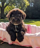AKC Patty, a female Miniature Schnauzer for sale in Dublin, GA – 4 of 4