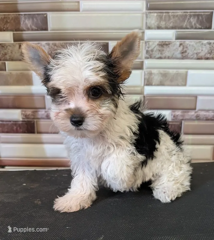 Patty – Yorkshire Terrier puppy for sale in Dublin, GA