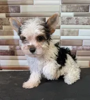 Patty, a female Yorkshire Terrier for sale in Dublin, GA – 1 of 3