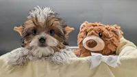 AKC Leo, a male Yorkshire Terrier for sale in Dublin, GA – 3 of 3