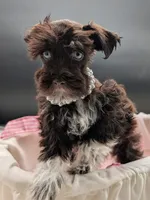 Sadie , a female Miniature Schnauzer for sale in Dublin, GA – 3 of 4