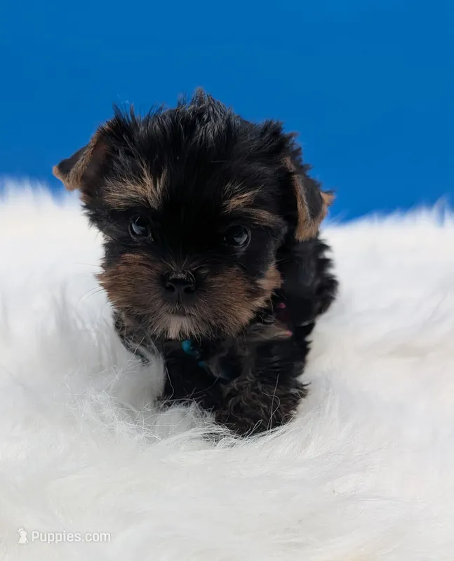 AKC Connor, a male Yorkshire Terrier for sale in Dublin, GA – Photo 1 of 4