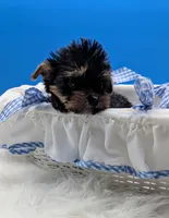 AKC Connor, a male Yorkshire Terrier for sale in Dublin, GA – Photo 3 of 4