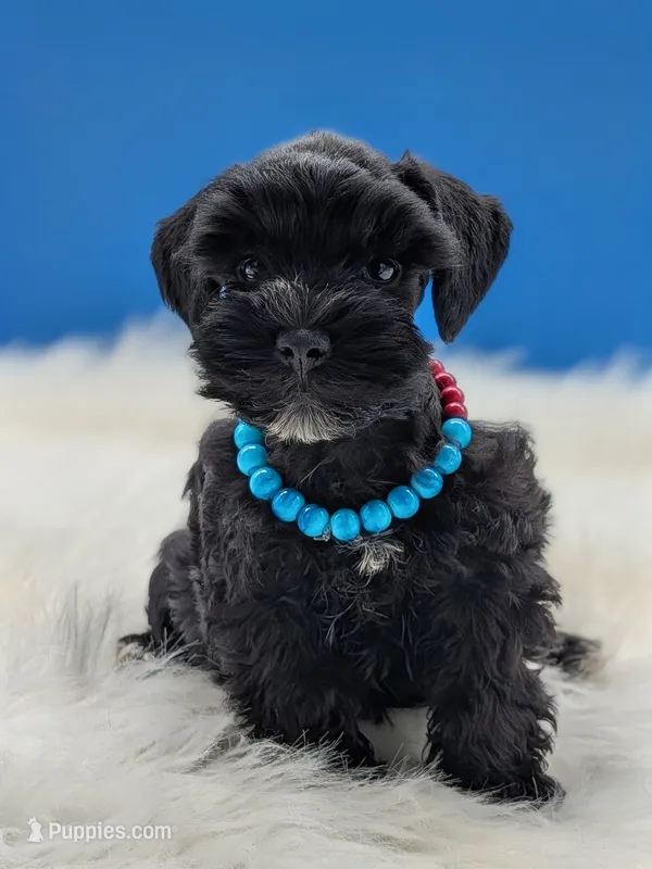 AKC Connor – Miniature Schnauzer puppy for sale in Dublin, GA