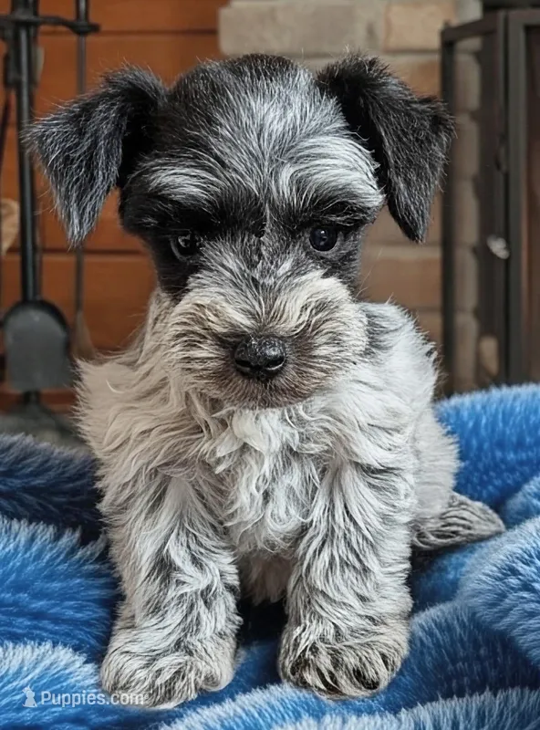CKC Connie – Miniature Schnauzer puppy for sale in Dublin, GA