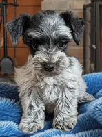 CKC Connie, a female Miniature Schnauzer for sale in Dublin, GA – Photo 1 of 3