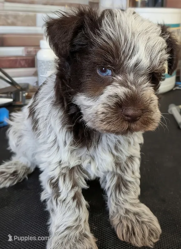 CKC Connie – Miniature Schnauzer puppy for sale in Dublin, GA