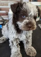 CKC Connie, a female Miniature Schnauzer for sale in Dublin, GA – 1 of 3