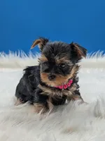 AKC Leah, a female Yorkshire Terrier for sale in Dublin, GA – Photo 2 of 4