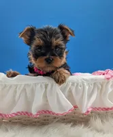 AKC Leah, a female Yorkshire Terrier for sale in Dublin, GA – Photo 4 of 4