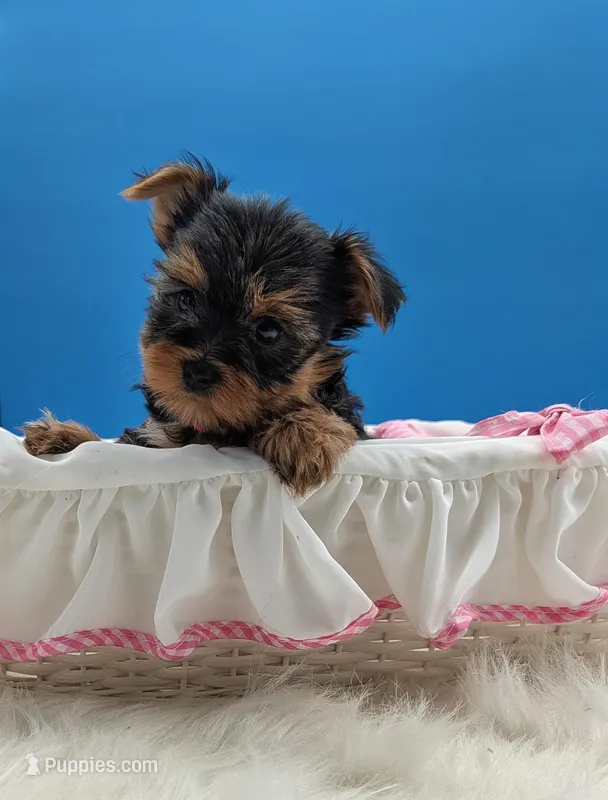 AKC Leah – Yorkshire Terrier puppy for sale in Dublin, GA