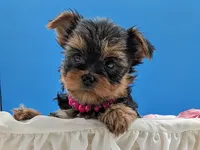 AKC Leah, a female Yorkshire Terrier for sale in Dublin, GA – Photo 3 of 4