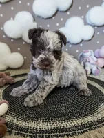 CKC Connie, a female Miniature Schnauzer for sale in Dublin, GA – 3 of 3