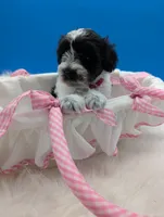 Katie , a female Miniature Schnauzer for sale in Dublin, GA – 3 of 3