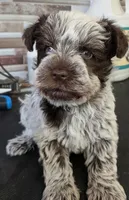 CKC Connie, a female Miniature Schnauzer for sale in Dublin, GA – 2 of 3