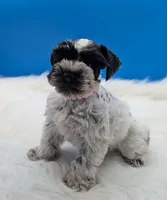 AKC Cookie , a female Miniature Schnauzer for sale in Dublin, GA – 3 of 4