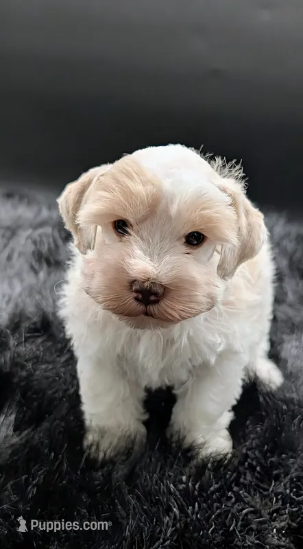 AKC Patty – Miniature Schnauzer puppy for sale in Dublin, GA