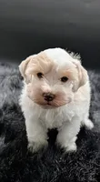 AKC Patty, a female Miniature Schnauzer for sale in Dublin, GA – 5 of 5
