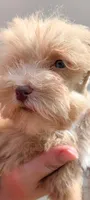 Gracie , a female Miniature Schnauzer for sale in Dublin, GA – 4 of 4