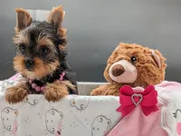 AKC Leah, a female Yorkshire Terrier for sale in Dublin, GA – 2 of 3