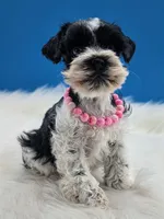 Tinkerbell, a female Miniature Schnauzer for sale in Mc Rae Helena, GA – 2 of 3