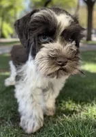 AKC Barron , a male Miniature Schnauzer for sale in Dublin, GA – Photo 3 of 3