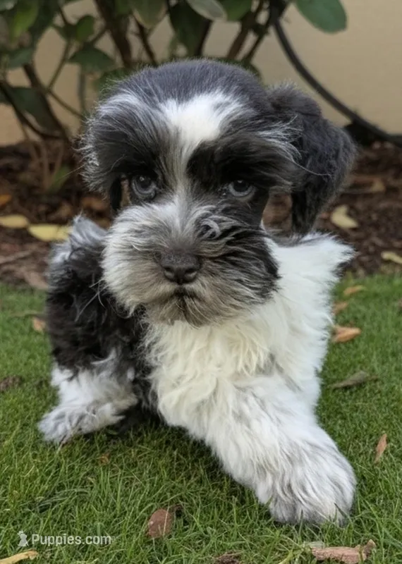 AKC Barron  – Miniature Schnauzer puppy for sale in Dublin, GA