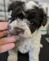 CKC Rosemary, a female Miniature Schnauzer for sale in Dublin, GA – 2 of 3