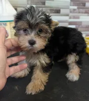Sahara , a female Yorkshire Terrier for sale in Dublin, GA – 1 of 2