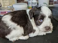 AKC Heidi , a female Miniature Schnauzer for sale in Mc Rae Helena, GA – 3 of 3